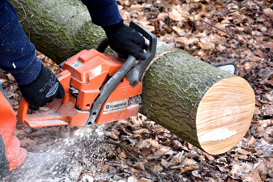 Самарским коммунальщикам могут разрешить вырубку деревьев без порубочного билета
