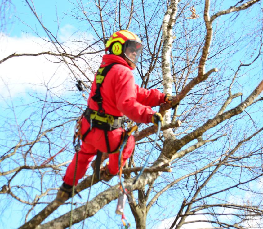 Уборка деревьев москва. Пильщик деревьев. Вывоз веток деревьев. Спил и кронирование деревьев. Уборка деревьев москва.