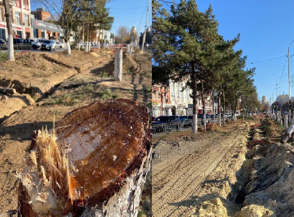Спил высоких деревьев на Дону разрешен только после одобрения губернатора - фото 1