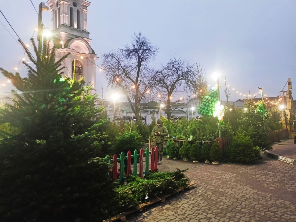 Ростовчанам рассказали о пунктах приема новогодних деревьев для переработки - фото 1